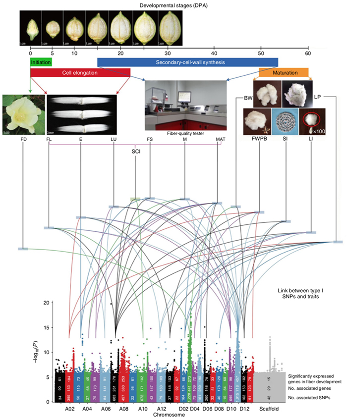 Nature GeneticsOũԺ޻оӱũҵѧȵλ½޻άƷʺŴоȡشͻ